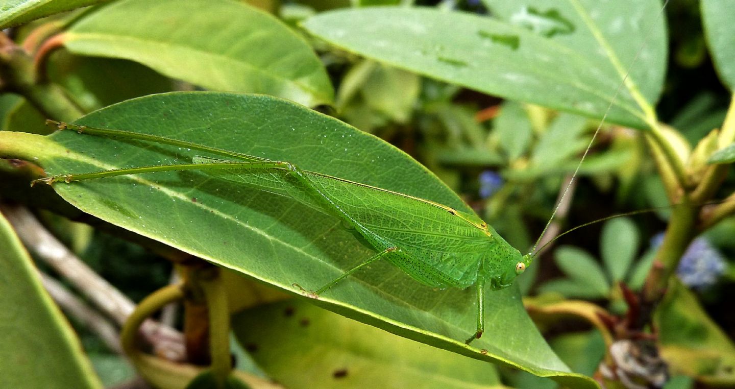 Ninfa di Phaneroptera nana